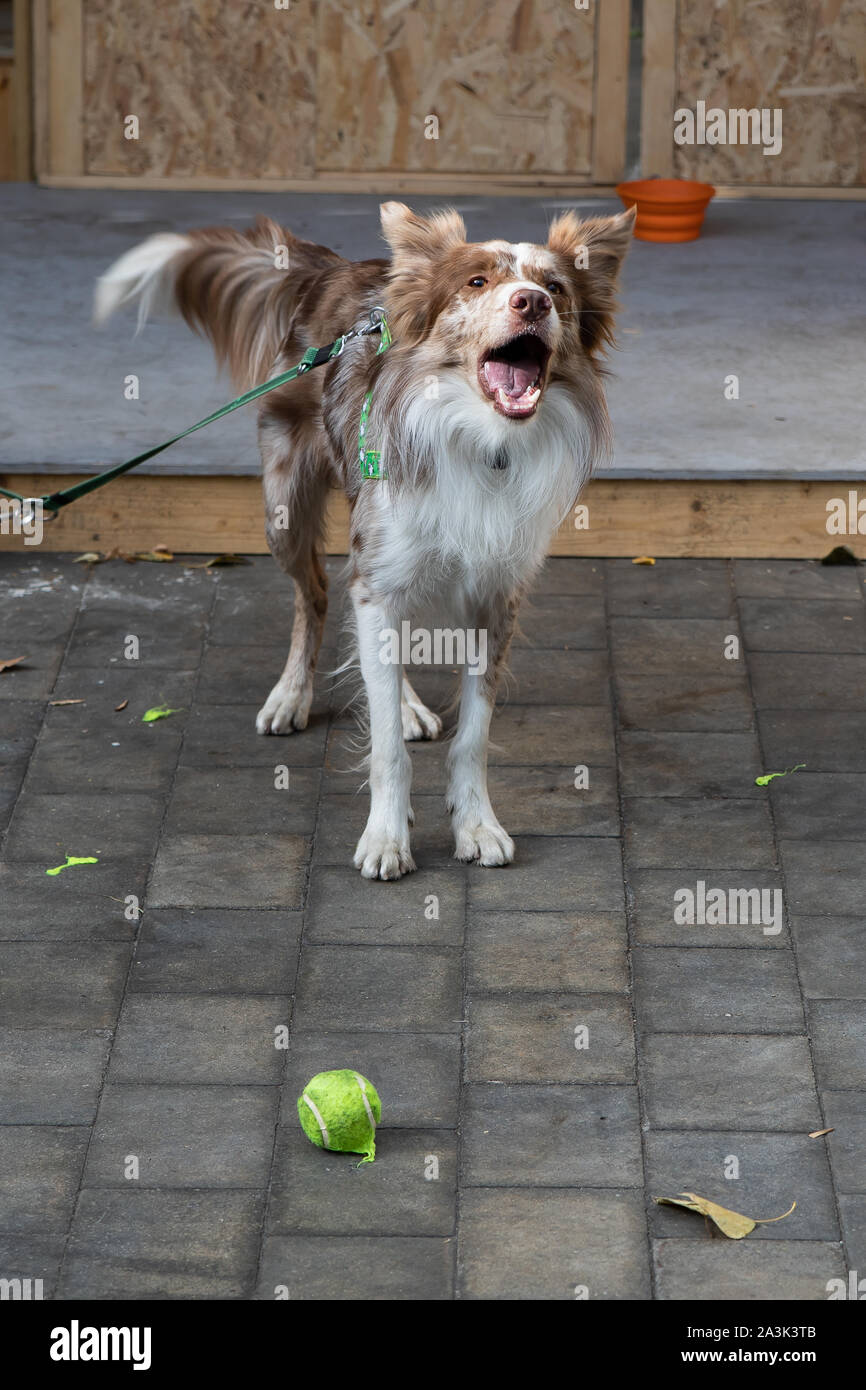 Weiß-Braun Border Collie Hund. Alte englische Rasse. Eine intelligente und lustige mittelgroßen Hirten wachen sein Gebiet gut Stockfoto