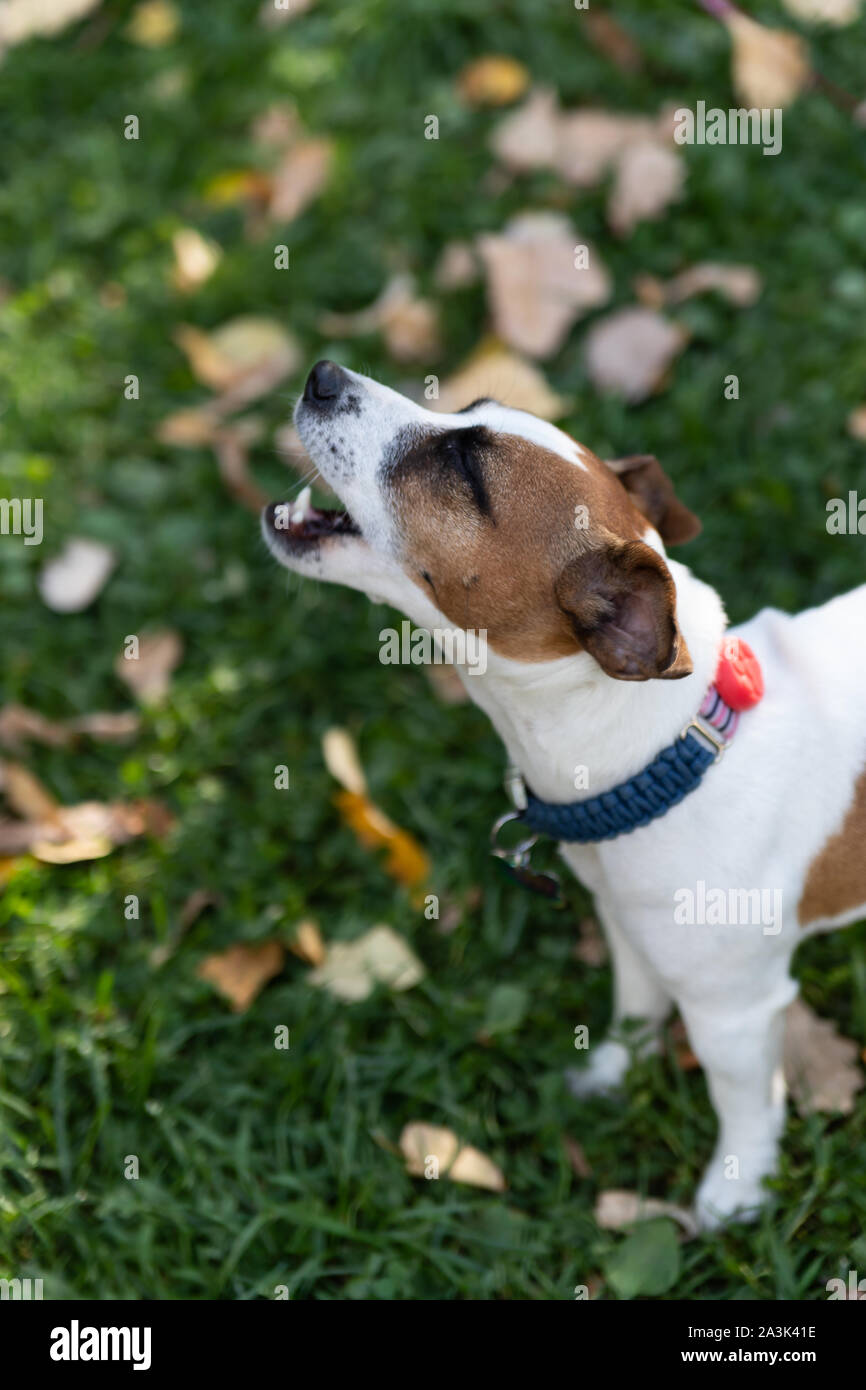 Hund Jack Russell Terrier Spaziergänge im Herbst Park. Eine beliebte Hunderasse. Eine lustige und funny pet. Stockfoto
