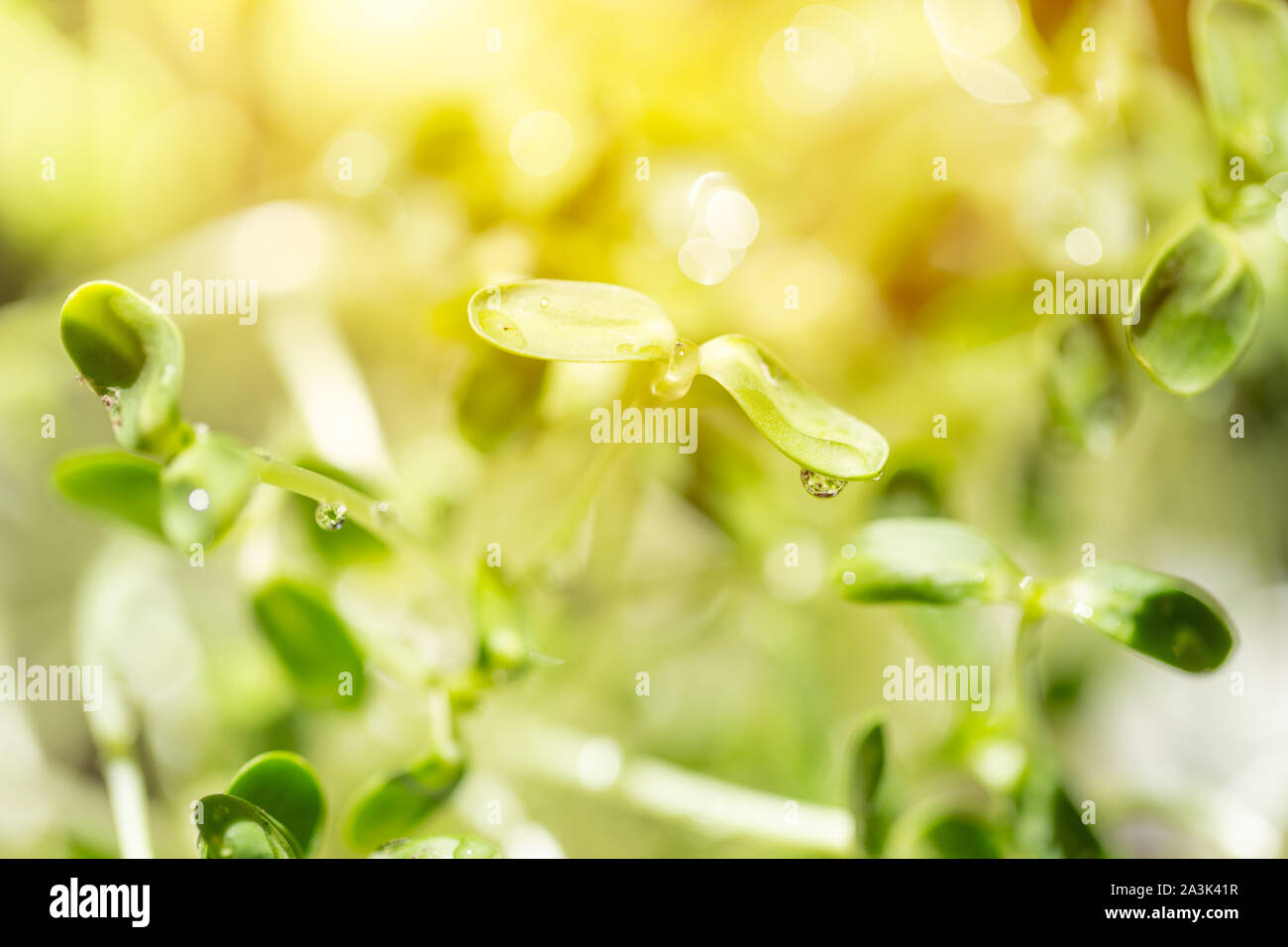 Bean sprout aus Sonnenblumenkernen grüne Pflanze frisch mit Wasser Tropfen Stockfoto