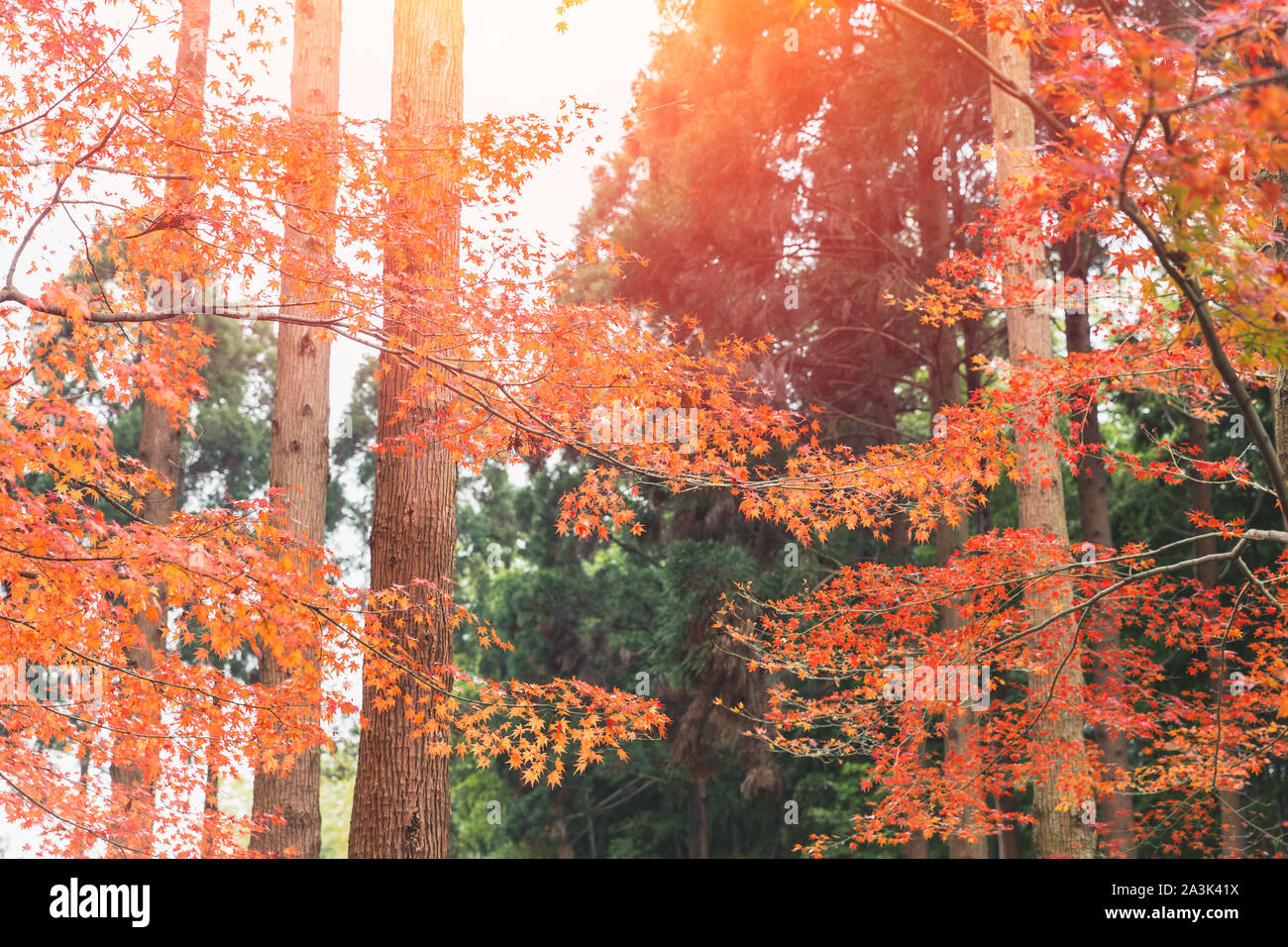 Japan Autume schönen roten Ahorn baum Blatt für Kyoto November Reisen banner Hintergrund. Stockfoto