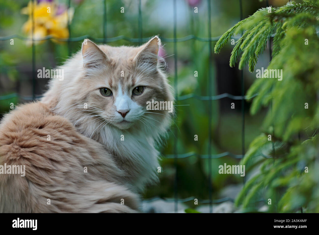Eine Norwegische Waldkatze männliche Ausgabe Zeit in seine grünen Garten in der Nähe des Zauns Stockfoto