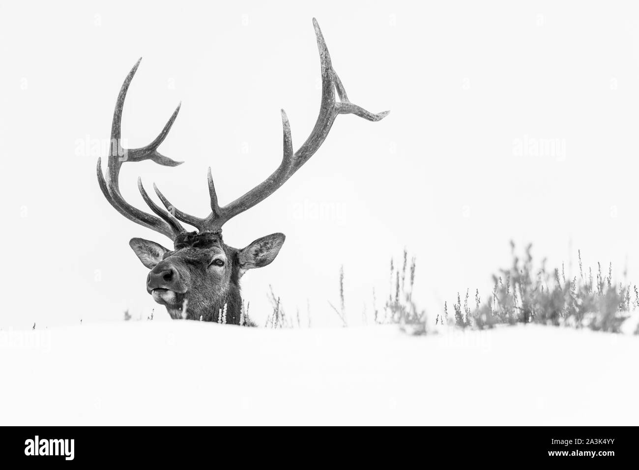 Elche oder Wapiti (Cervus Canadensis), Yellowstone-Nationalpark, Wyoming, USA, Amerika Stockfoto