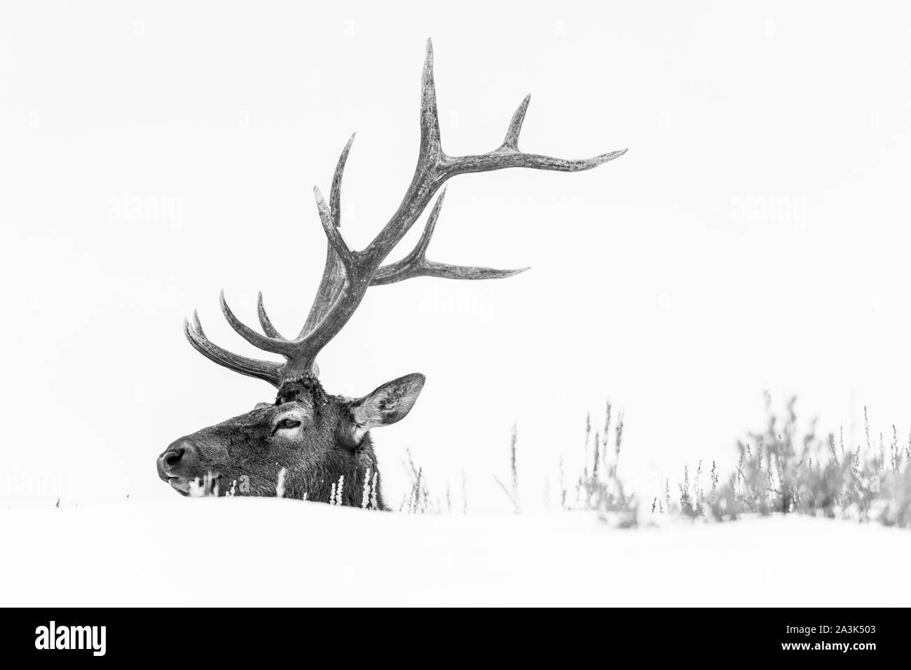 Elche oder Wapiti (Cervus Canadensis), Yellowstone-Nationalpark, Wyoming, USA, Amerika Stockfoto