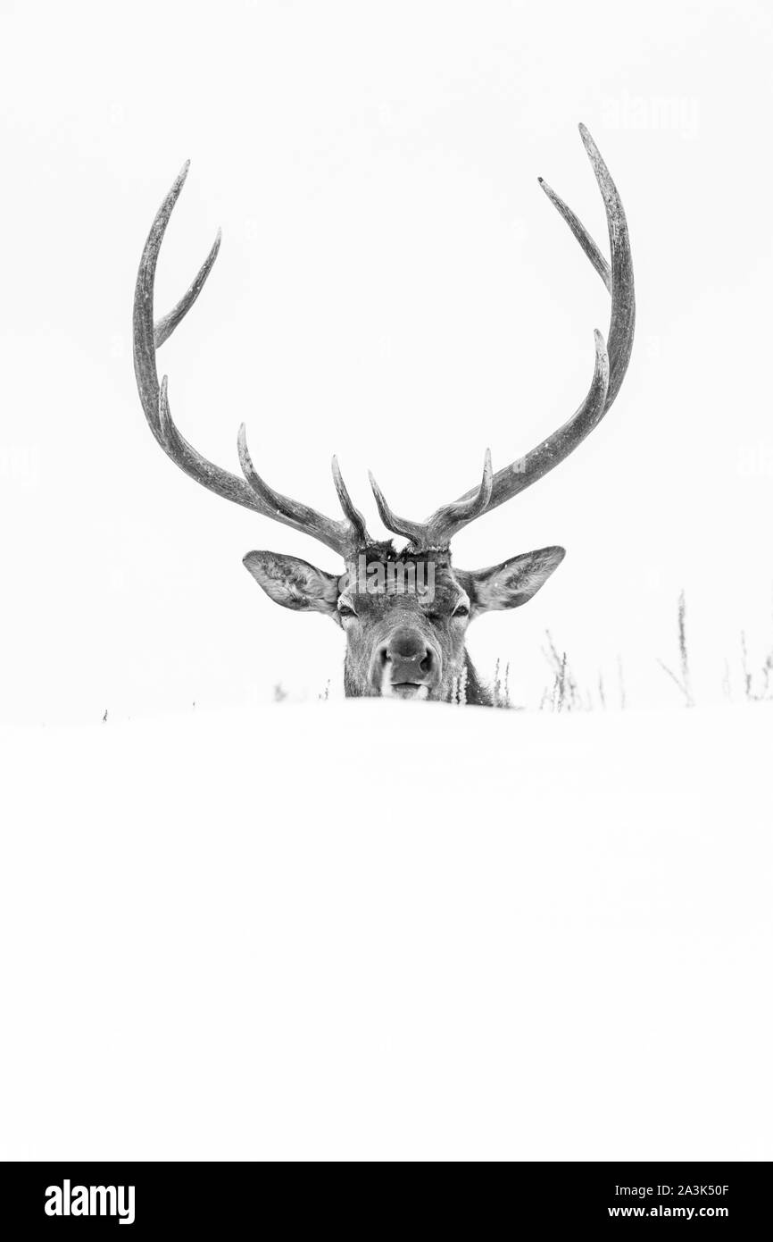 Elche oder Wapiti (Cervus Canadensis), Yellowstone-Nationalpark, Wyoming, USA, Amerika Stockfoto