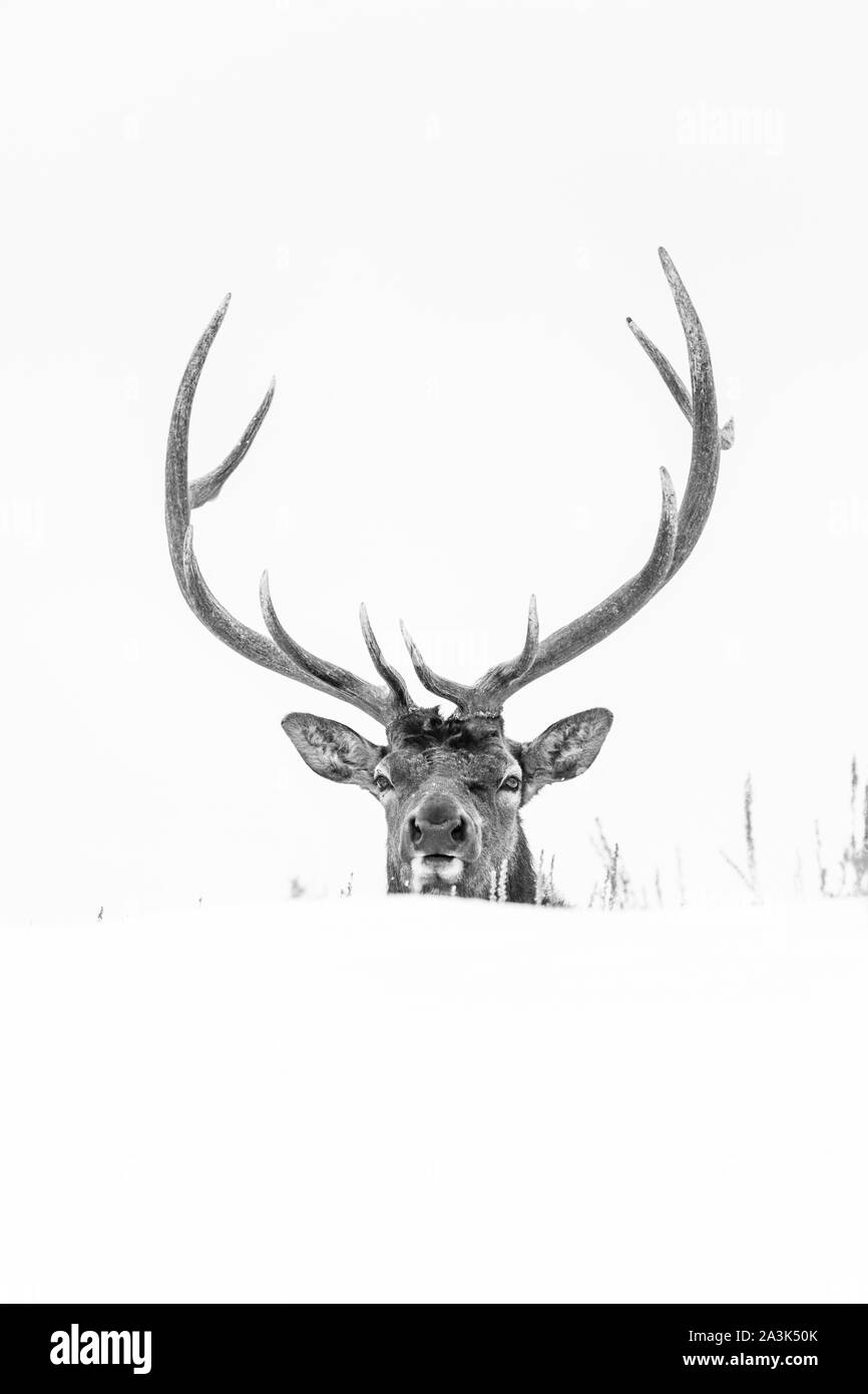 Elche oder Wapiti (Cervus Canadensis), Yellowstone-Nationalpark, Wyoming, USA, Amerika Stockfoto