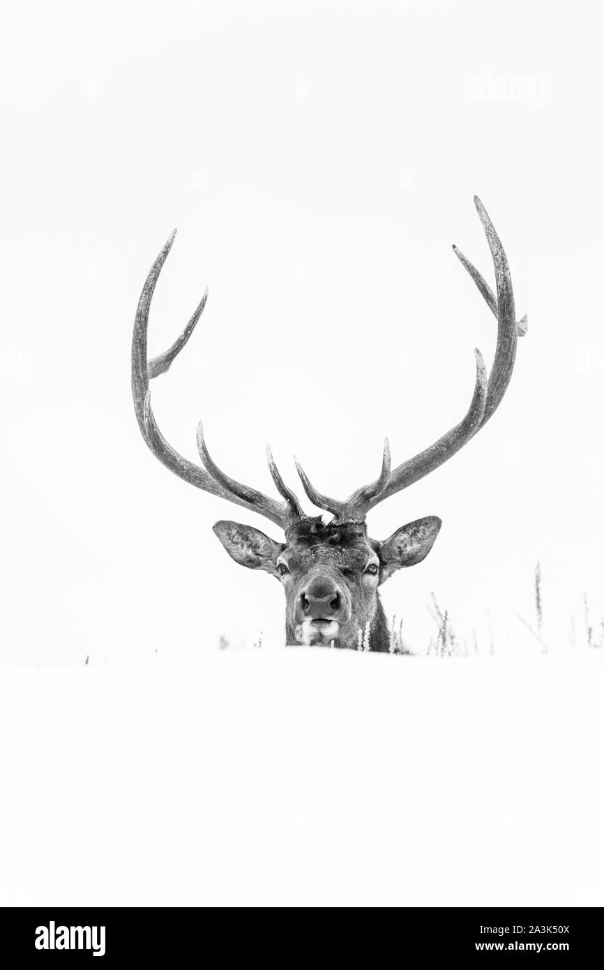 Elche oder Wapiti (Cervus Canadensis), Yellowstone-Nationalpark, Wyoming, USA, Amerika Stockfoto