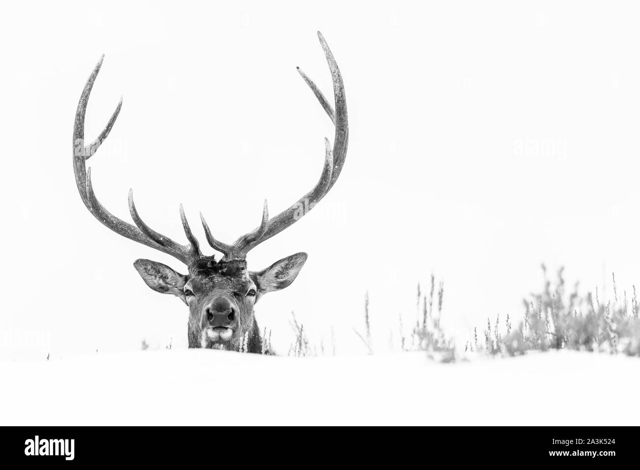 Elche oder Wapiti (Cervus Canadensis), Yellowstone-Nationalpark, Wyoming, USA, Amerika Stockfoto