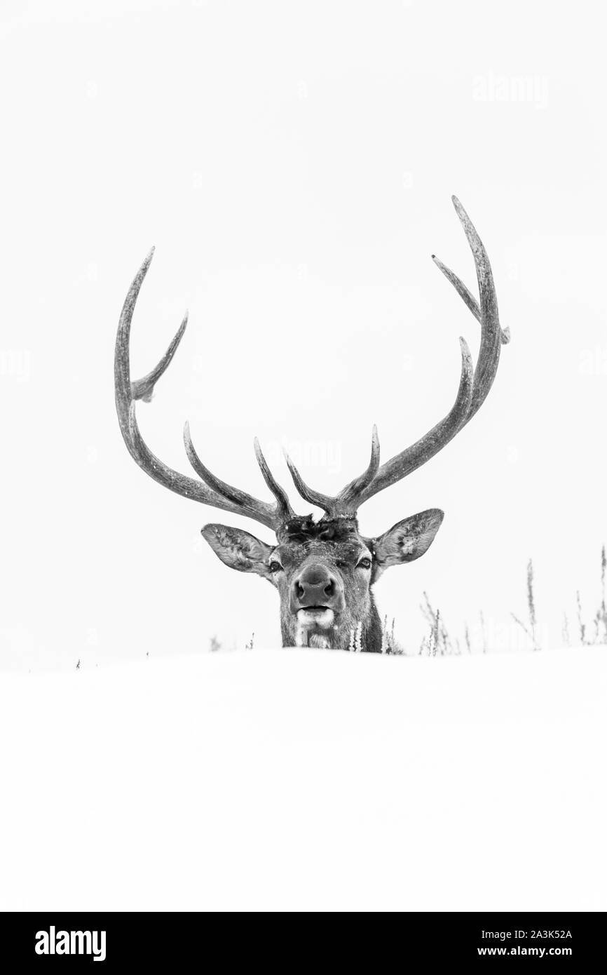 Elche oder Wapiti (Cervus Canadensis), Yellowstone-Nationalpark, Wyoming, USA, Amerika Stockfoto