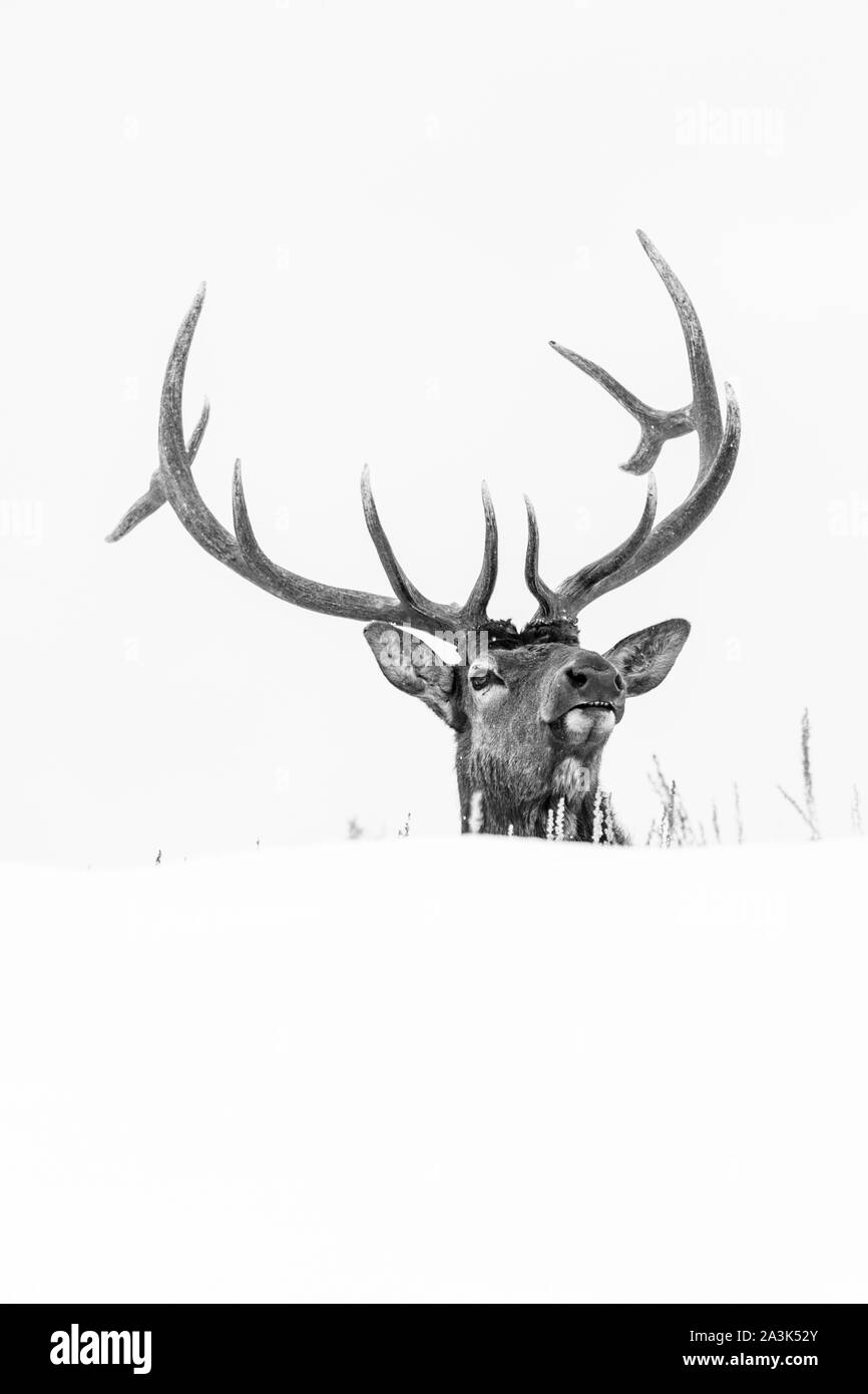 Elche oder Wapiti (Cervus Canadensis), Yellowstone-Nationalpark, Wyoming, USA, Amerika Stockfoto