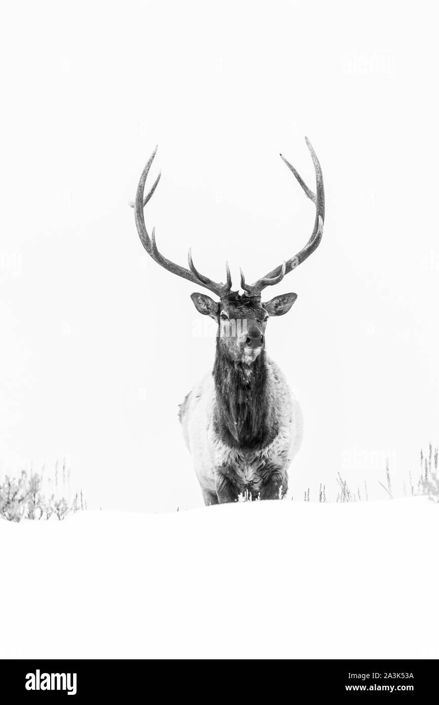 Elche oder Wapiti (Cervus Canadensis), Yellowstone-Nationalpark, Wyoming, USA, Amerika Stockfoto