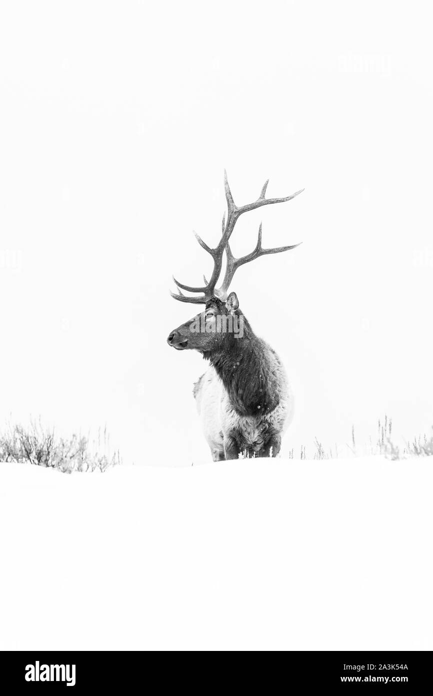 Elche oder Wapiti (Cervus Canadensis), Yellowstone-Nationalpark, Wyoming, USA, Amerika Stockfoto
