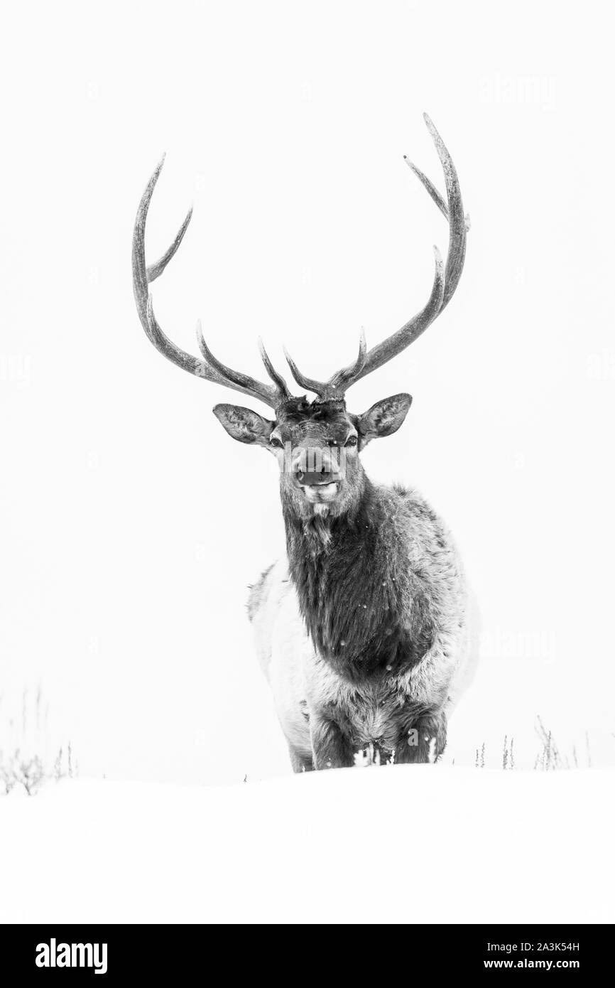 Elche oder Wapiti (Cervus Canadensis), Yellowstone-Nationalpark, Wyoming, USA, Amerika Stockfoto