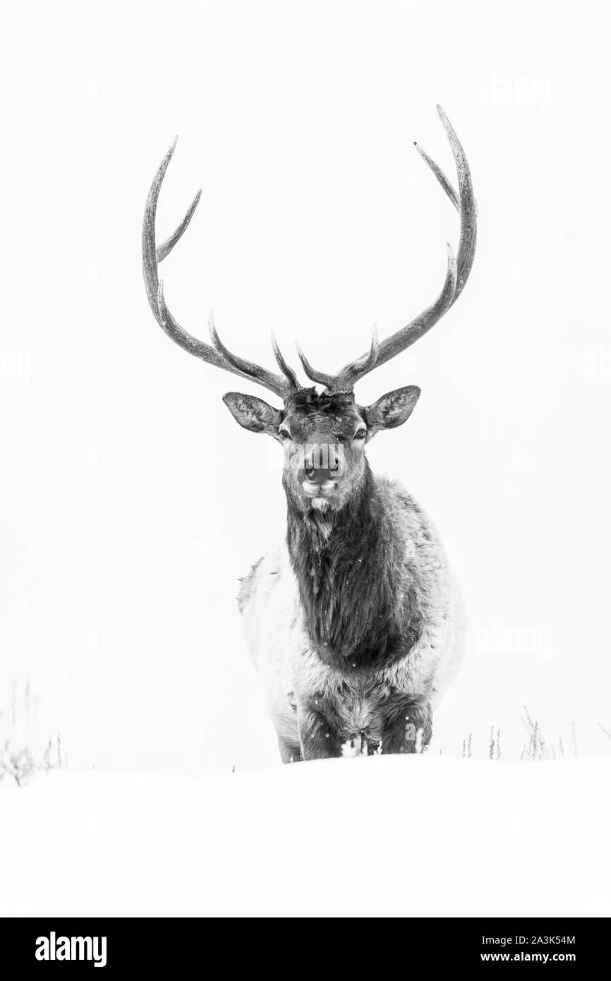 Elche oder Wapiti (Cervus Canadensis), Yellowstone-Nationalpark, Wyoming, USA, Amerika Stockfoto