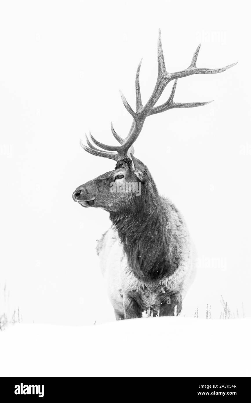 Elche oder Wapiti (Cervus Canadensis), Yellowstone-Nationalpark, Wyoming, USA, Amerika Stockfoto