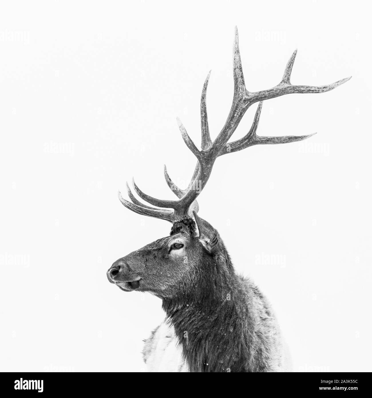 Elche oder Wapiti (Cervus Canadensis), Yellowstone-Nationalpark, Wyoming, USA, Amerika Stockfoto