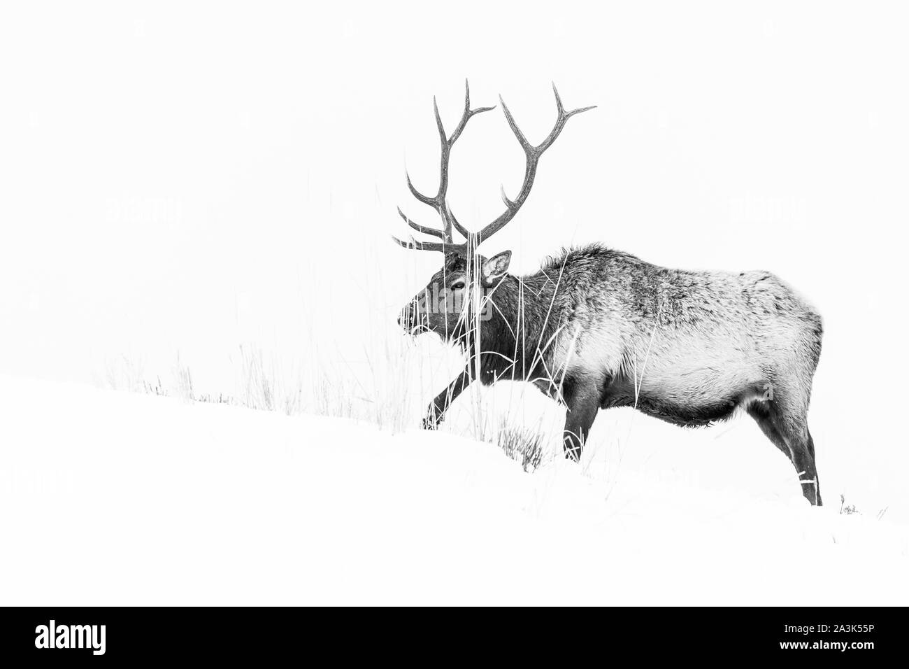 Elche oder Wapiti (Cervus Canadensis), Yellowstone-Nationalpark, Wyoming, USA, Amerika Stockfoto