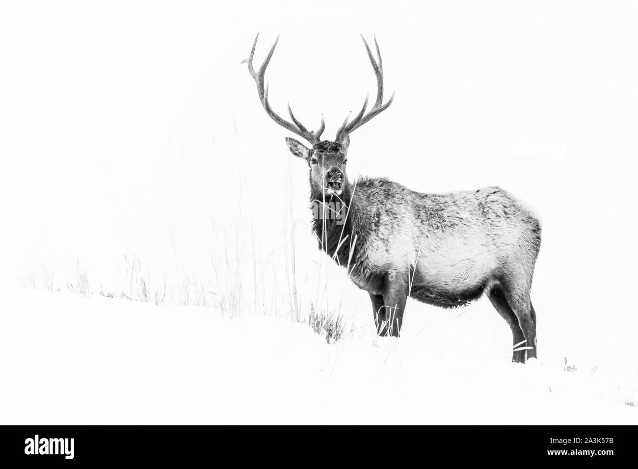Elche oder Wapiti (Cervus Canadensis), Yellowstone-Nationalpark, Wyoming, USA, Amerika Stockfoto
