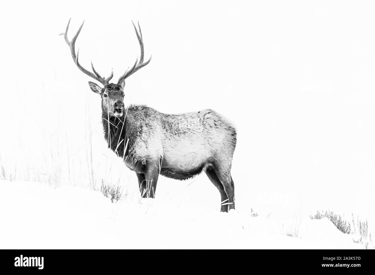 Elche oder Wapiti (Cervus Canadensis), Yellowstone-Nationalpark, Wyoming, USA, Amerika Stockfoto