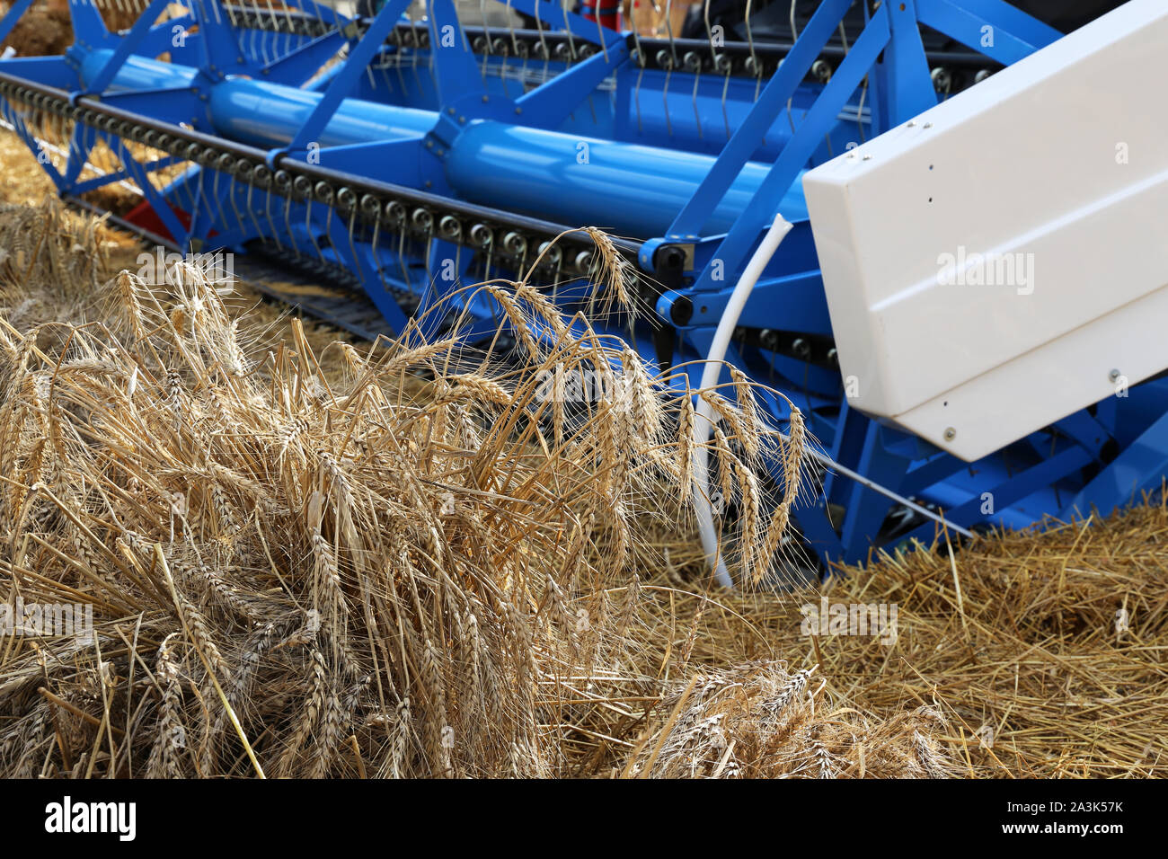 Mähdrescher arbeiten auf dem Feld, reife Ähren hautnah. Landschaft, Konzept der Ernte und die Landwirtschaft Stockfoto