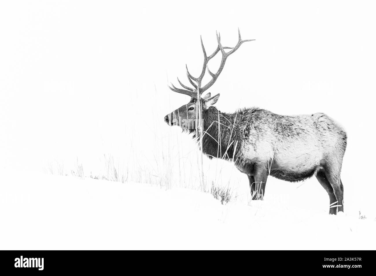 Elche oder Wapiti (Cervus Canadensis), Yellowstone-Nationalpark, Wyoming, USA, Amerika Stockfoto