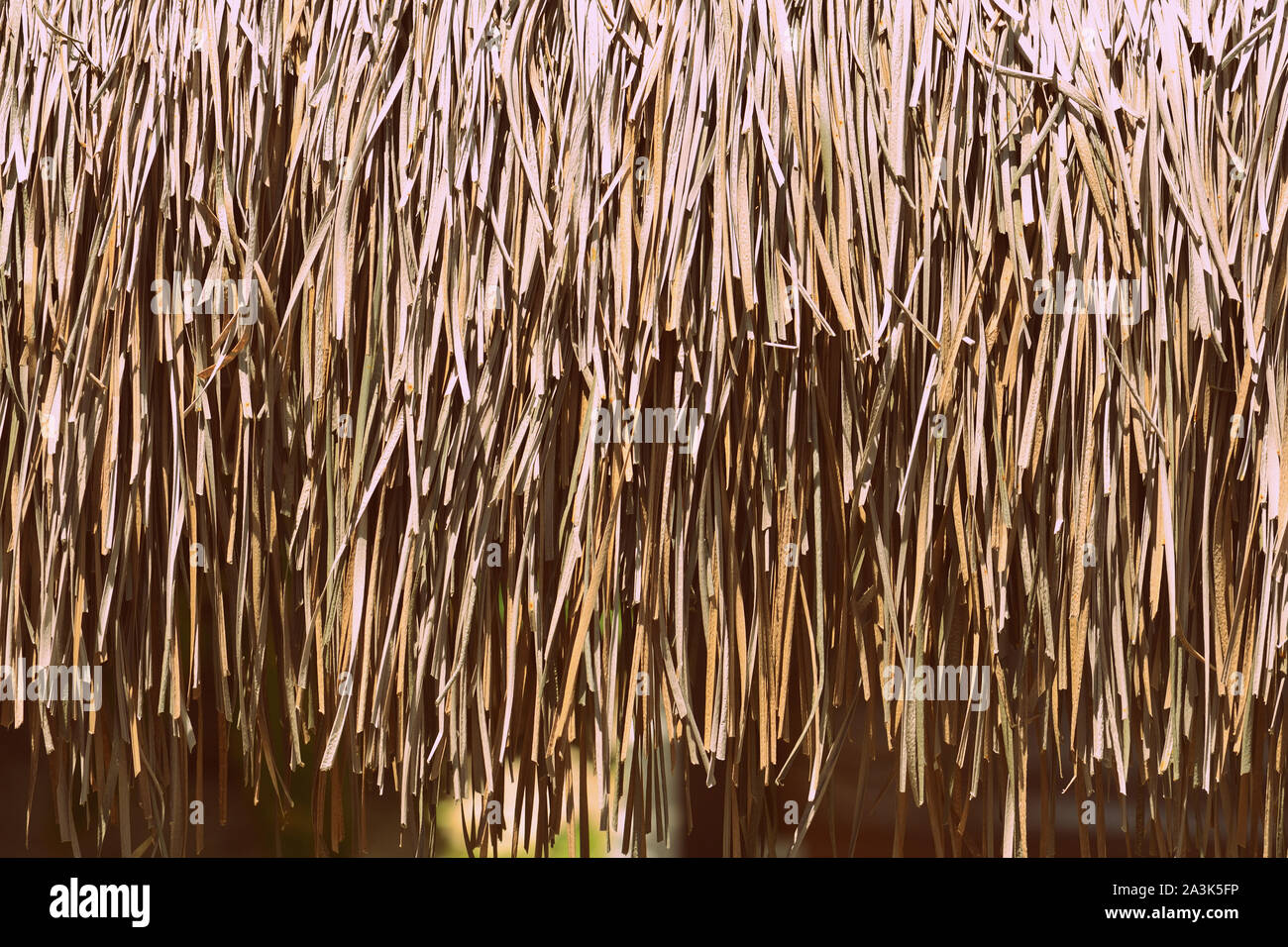 Palm Dach Textur hautnah. Tropischen Hintergrund Stockfoto