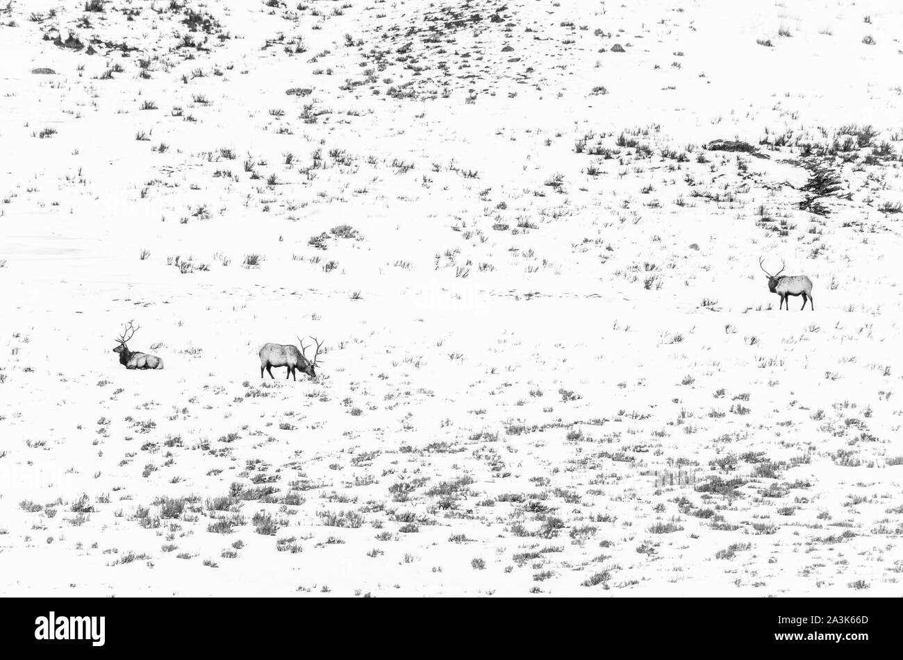 Elche oder Wapiti (Cervus Canadensis), Yellowstone-Nationalpark, Wyoming, USA, Amerika Stockfoto