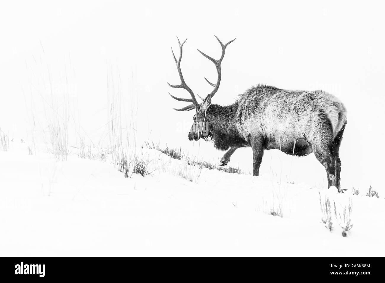 Elche oder Wapiti (Cervus Canadensis), Yellowstone-Nationalpark, Wyoming, USA, Amerika Stockfoto