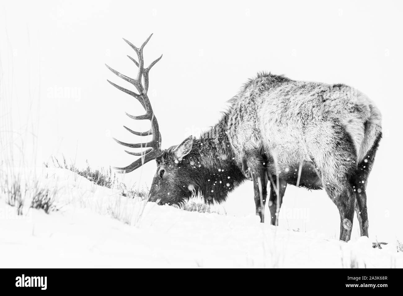 Elche oder Wapiti (Cervus Canadensis), Yellowstone-Nationalpark, Wyoming, USA, Amerika Stockfoto