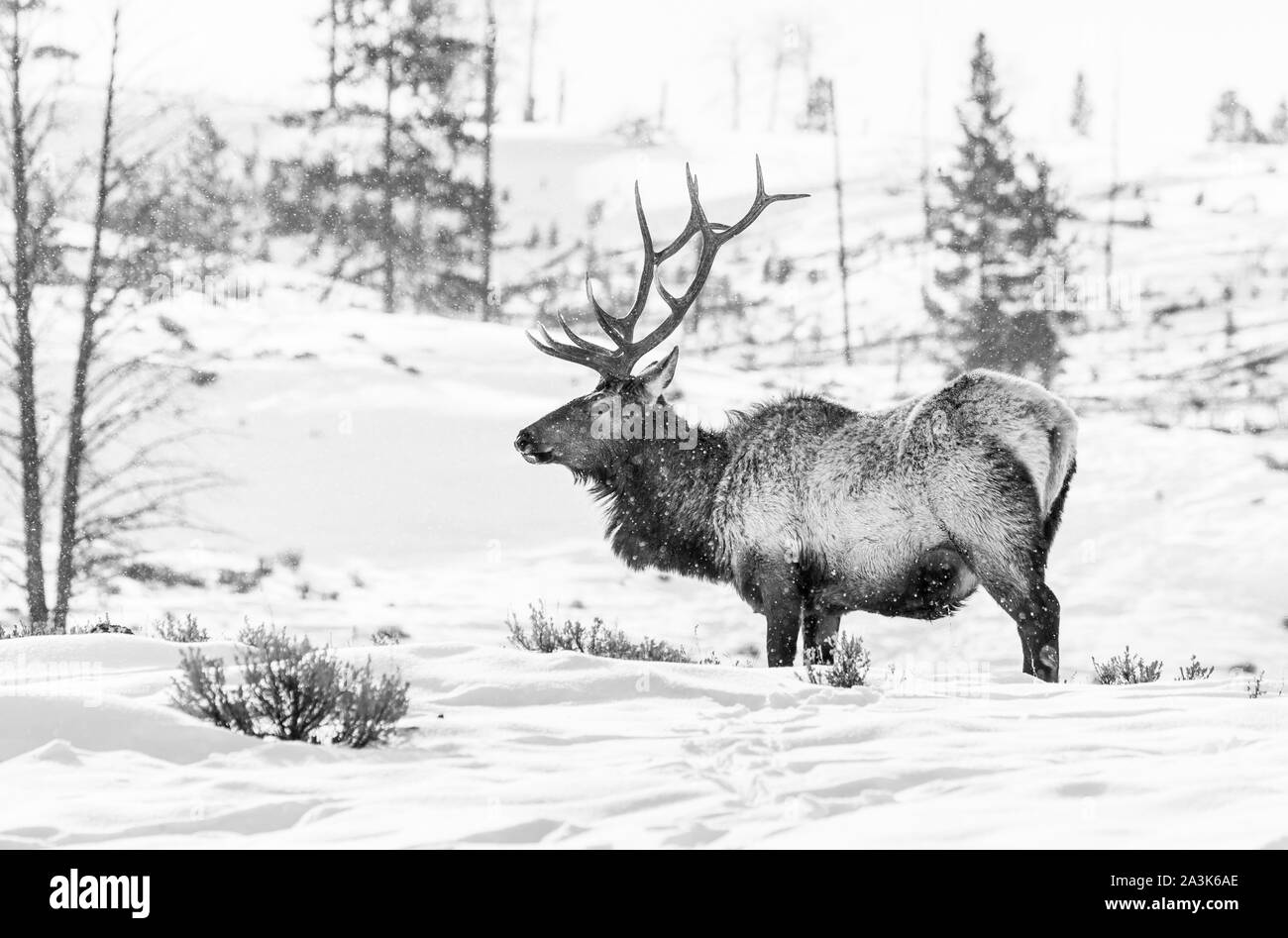 Elche oder Wapiti (Cervus Canadensis), Yellowstone-Nationalpark, Wyoming, USA, Amerika Stockfoto