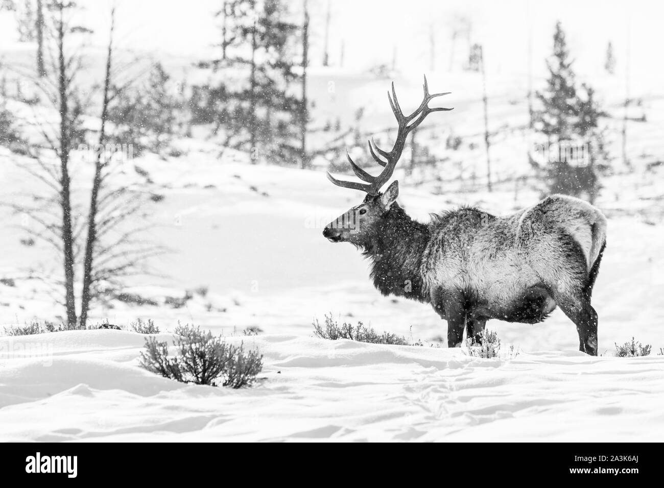 Elche oder Wapiti (Cervus Canadensis), Yellowstone-Nationalpark, Wyoming, USA, Amerika Stockfoto