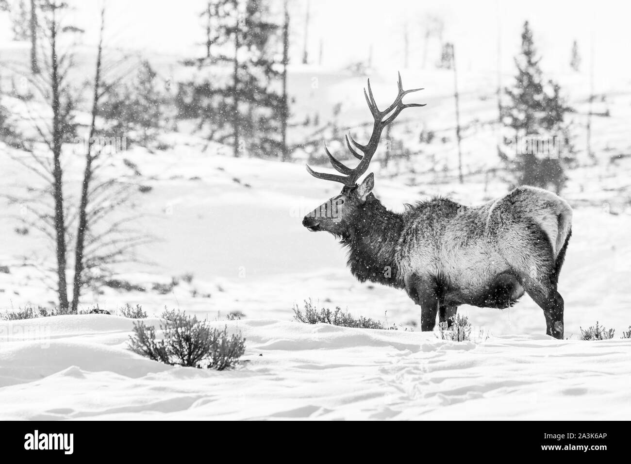 Elche oder Wapiti (Cervus Canadensis), Yellowstone-Nationalpark, Wyoming, USA, Amerika Stockfoto
