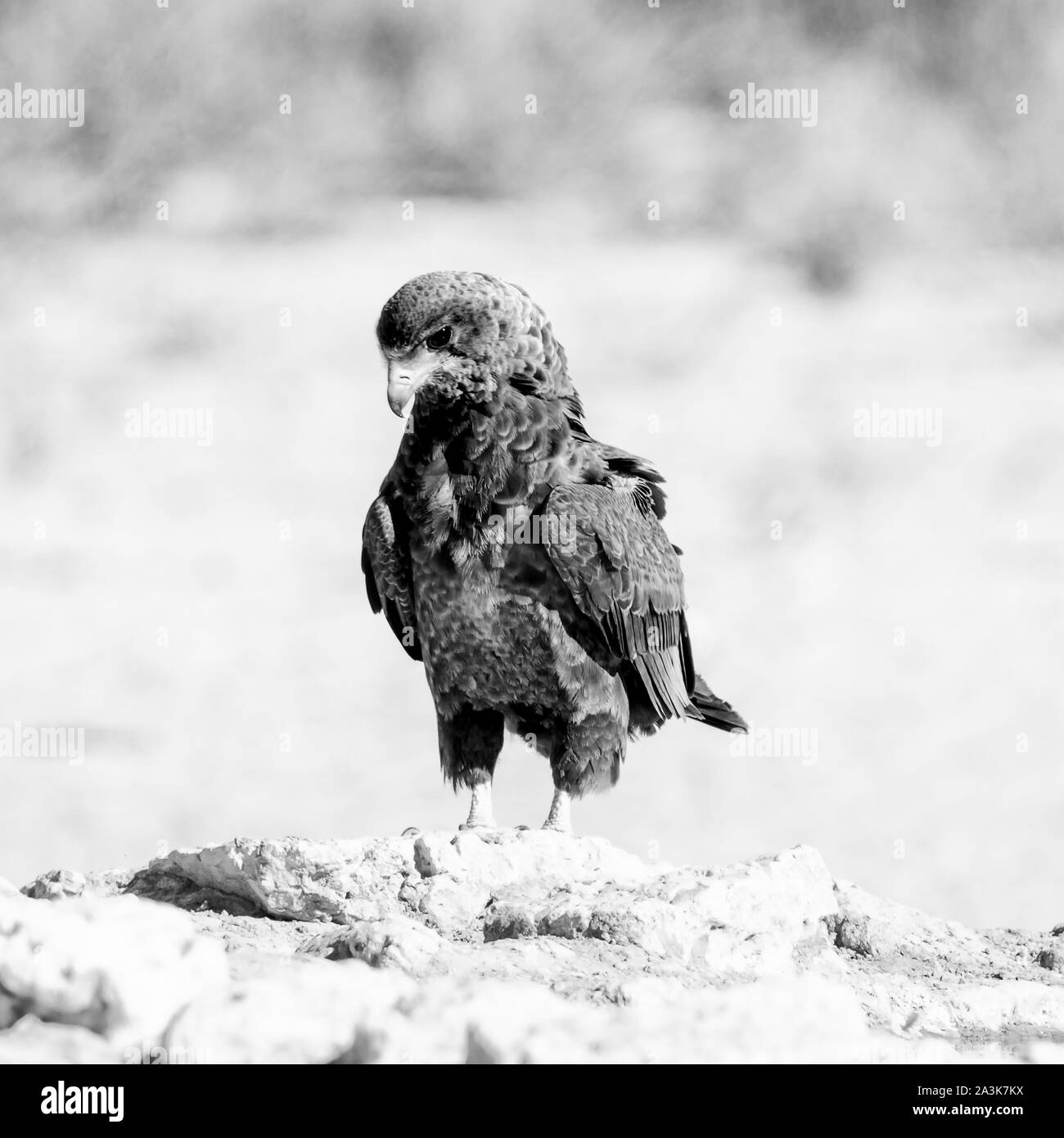 Eine unreife Sie Adler in Southern African Savannah Stockfoto