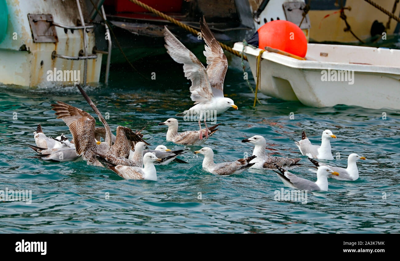 Möwen versammeln, wie die Fischerboote in den Hafen von Newquay. Cornwall. Stockfoto
