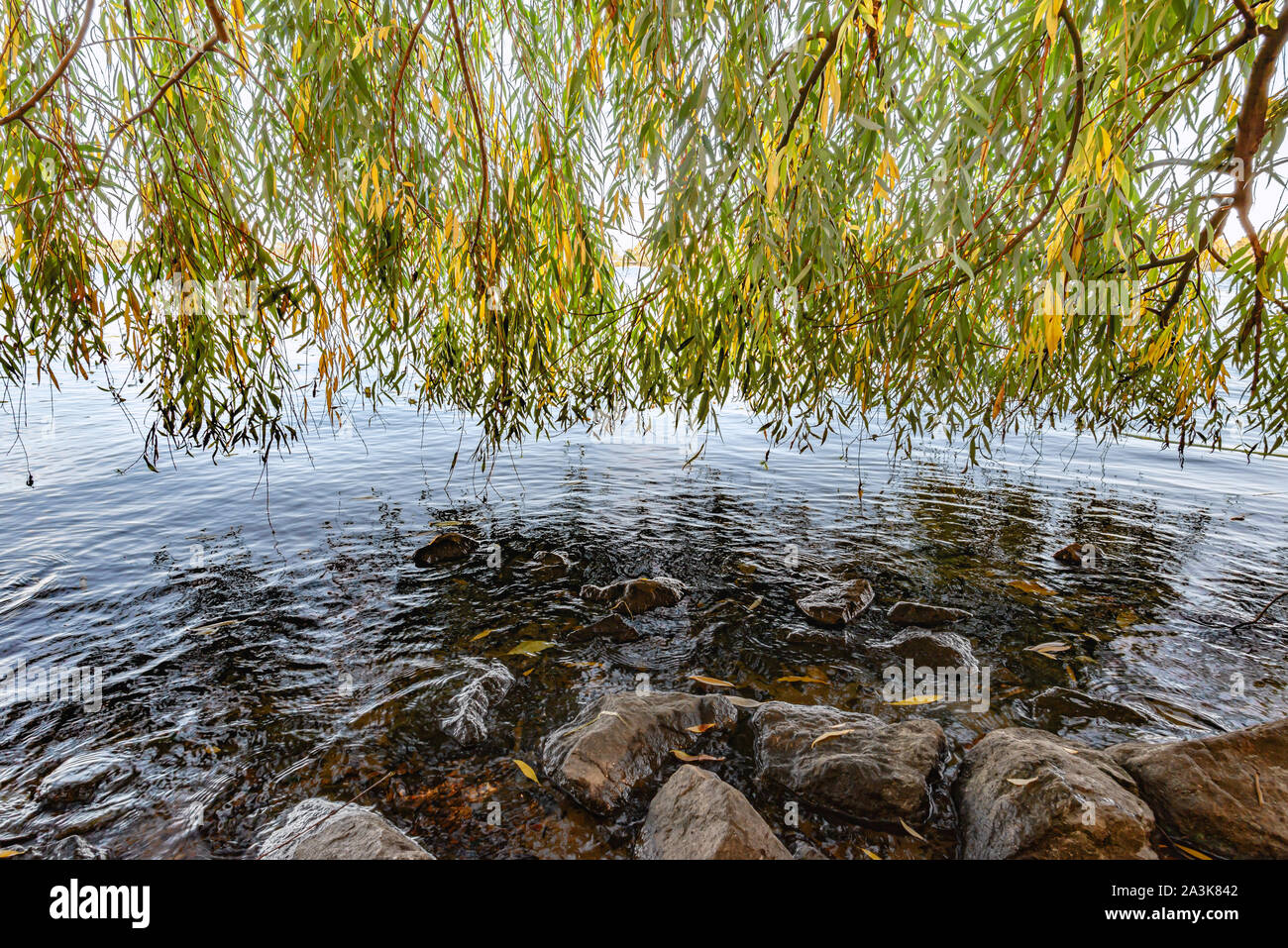 Vorhang der Trauerweide Zweige und Blätter in der Nähe von dem Fluss Dnepr im Herbst werden vom Wind bewegt. Felsen und gefallenen gelbe Blätter im Wasser Stockfoto