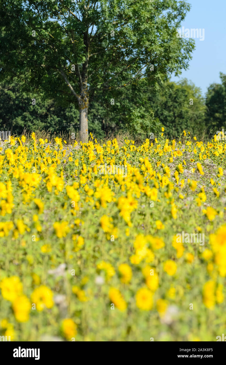 Helianthus, Sonnenblumen Feld im Sommer Stockfoto