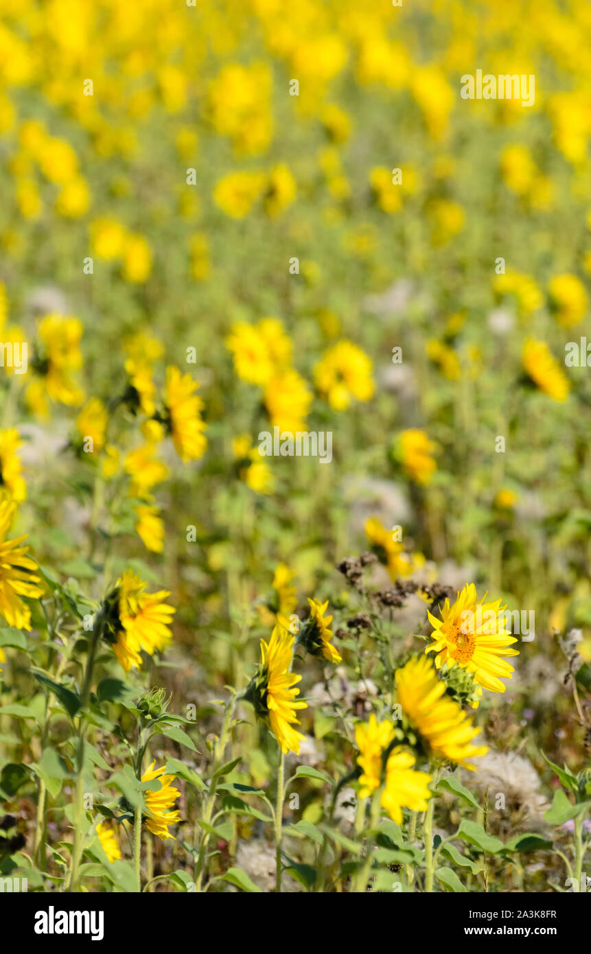 Helianthus, Sonnenblumen Feld im Sommer Stockfoto