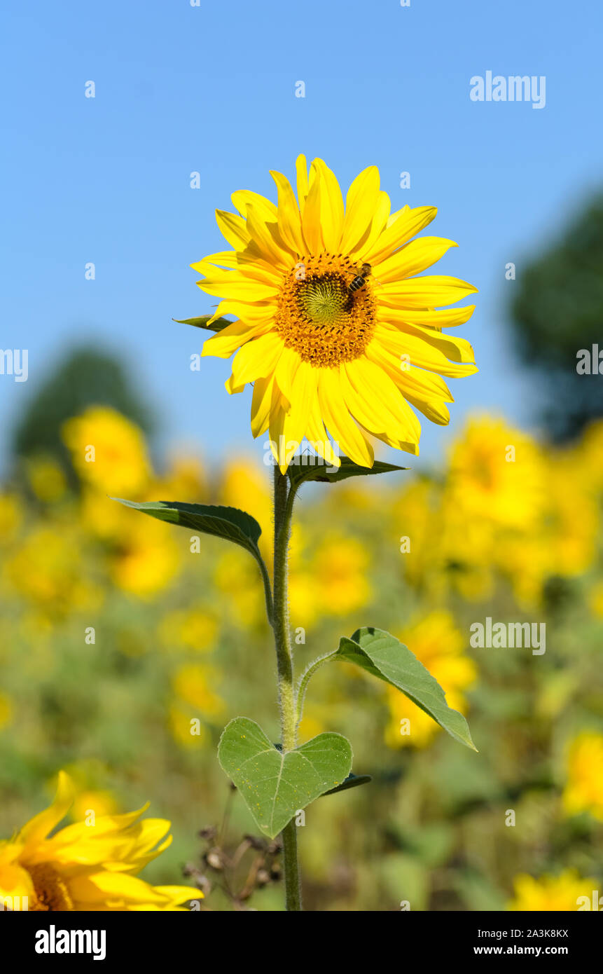 Helianthus, Sonnenblumen Feld im Sommer Stockfoto