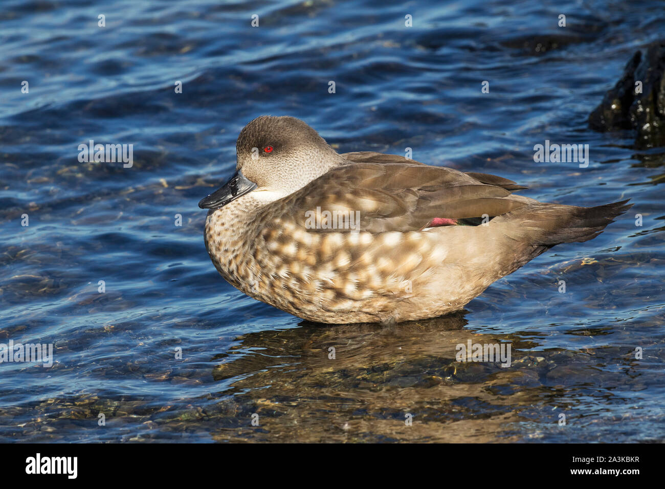 Crested duck Lophonetta specularioides specularioides Stockfoto