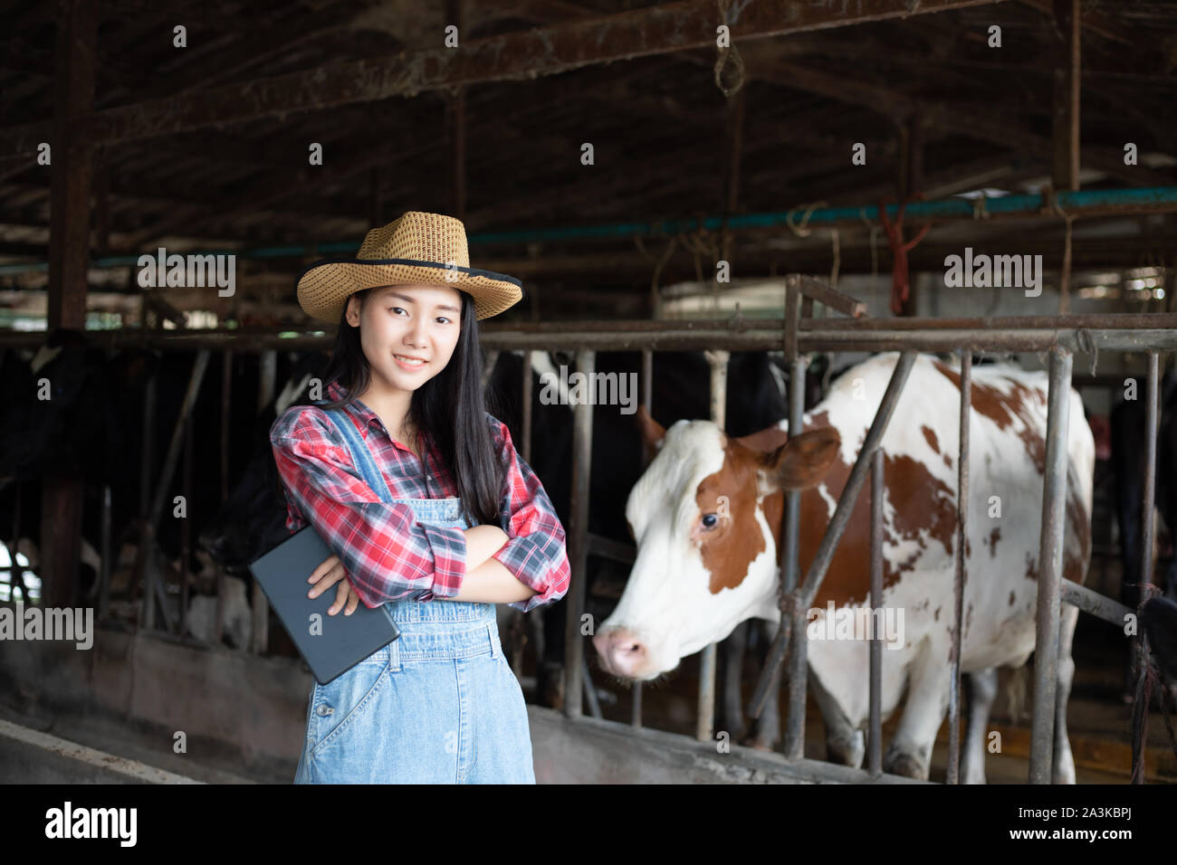 Asiatische Frauen Landwirtschaft und Landwirtschaft und Tierhaltung Konzept - junge Frauen oder Landwirt mit Tablet-PC Computer und Kühe in den Kuhstall auf Milchprodukte Stockfoto