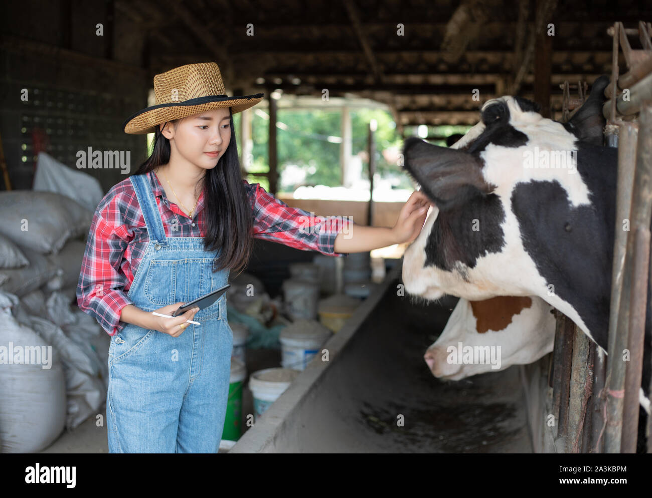 Asiatische Frauen Landwirtschaft und Landwirtschaft und Tierhaltung Konzept - junge Frauen oder Landwirt mit Tablet-PC Computer und Kühe in den Kuhstall auf Milchprodukte Stockfoto