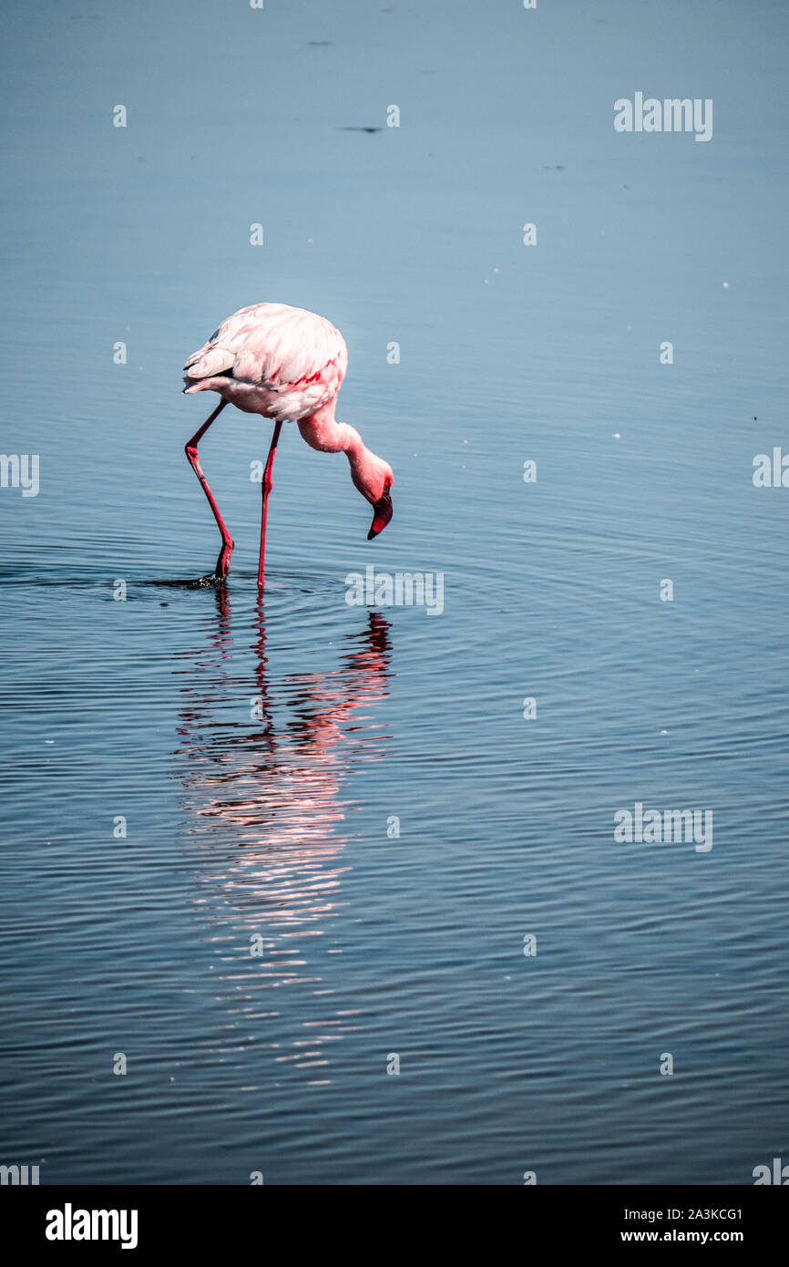 Rosa Flamingo auf der Suche nach Nahrung in der Lagune von Walvis Bay, Namibia Stockfoto