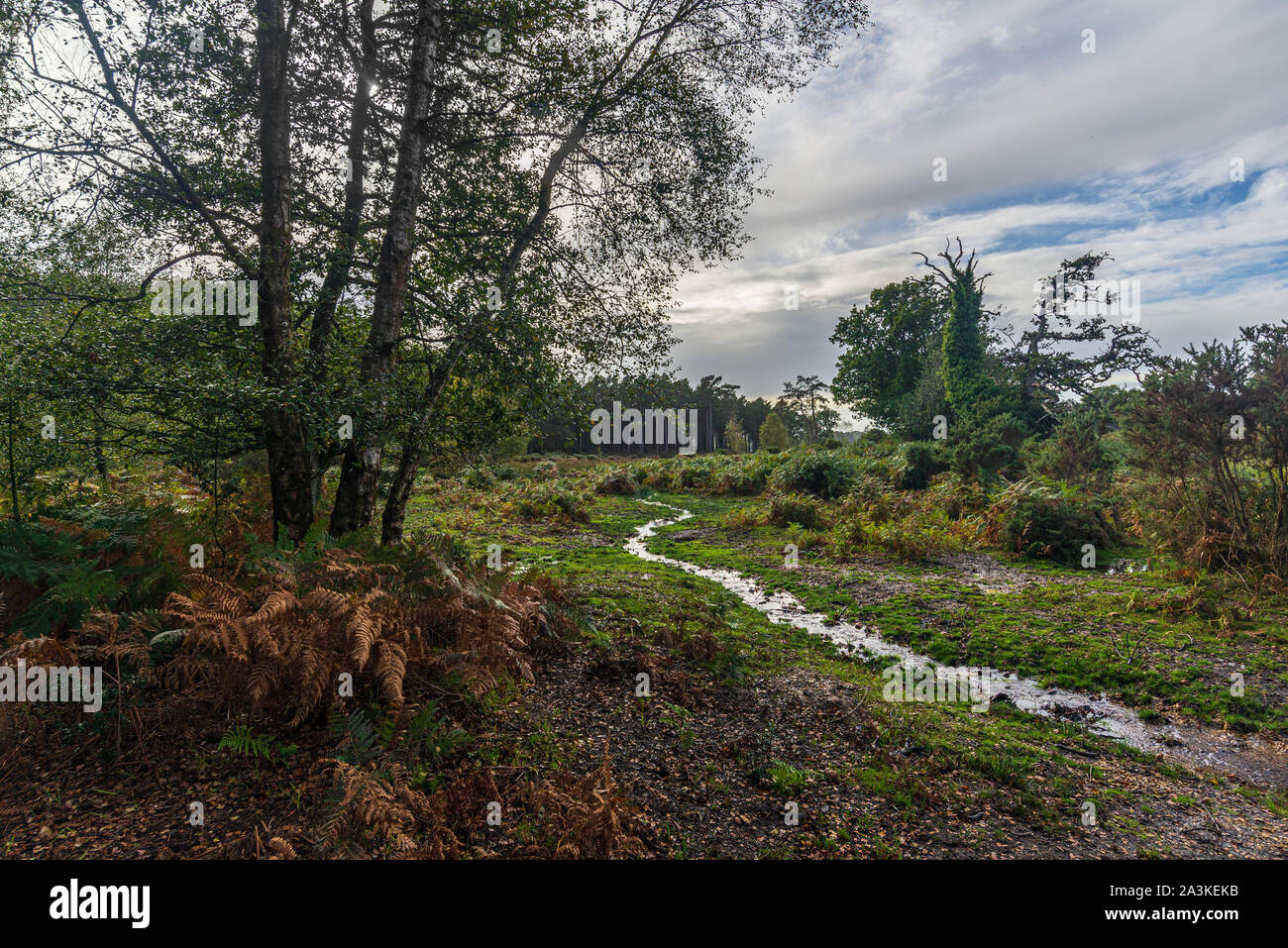 New Forest, Hampshire, England, UK im Oktober Stockfoto