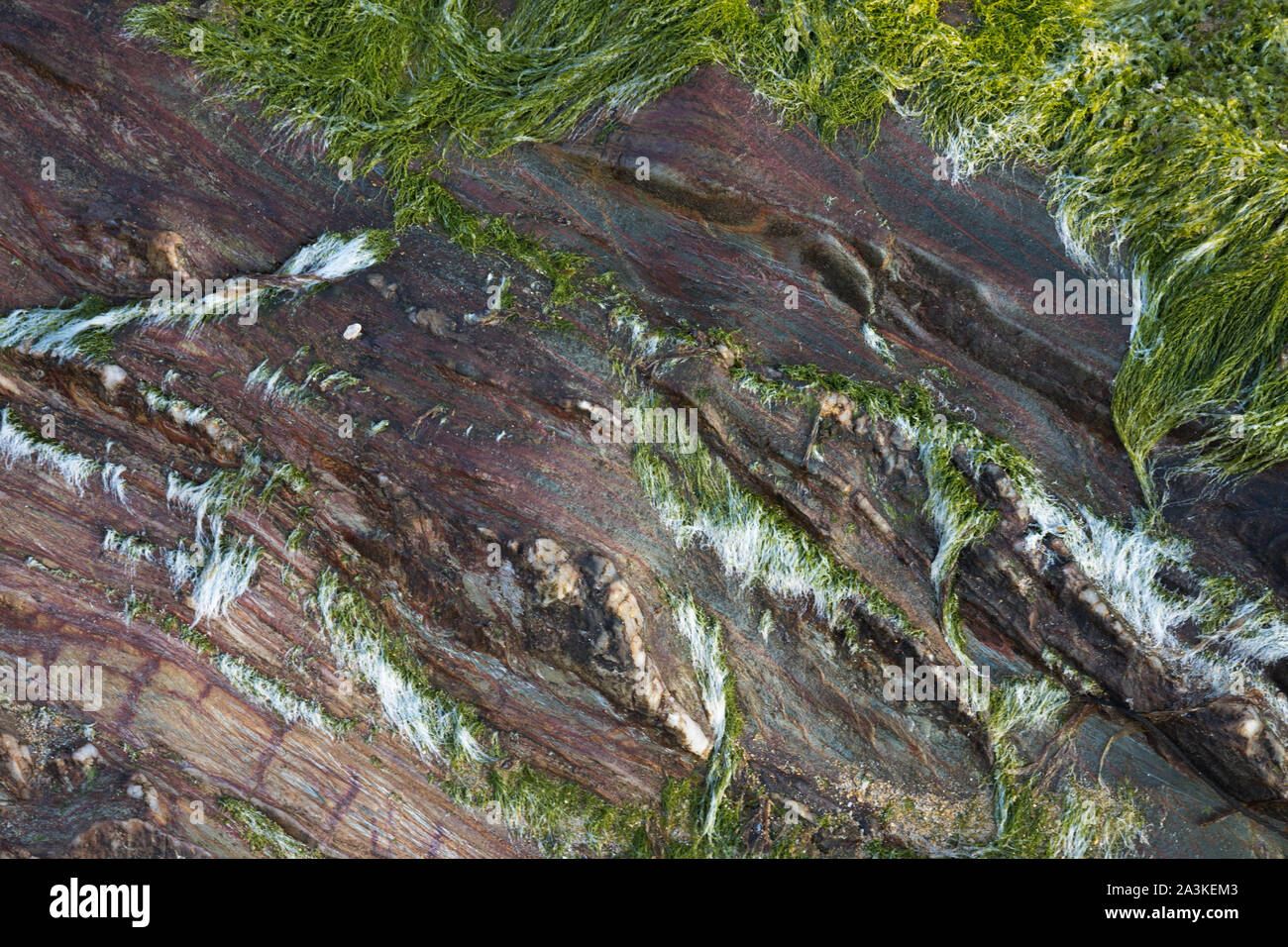 Rock Texturen an Kiinagoe Bay, Halbinsel Inishowen, Co Donegal, Irland Stockfoto