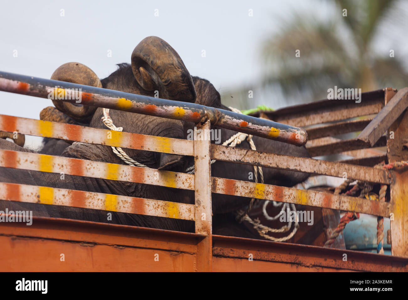 Indische heilige Kuh in einem LKW Stockfoto