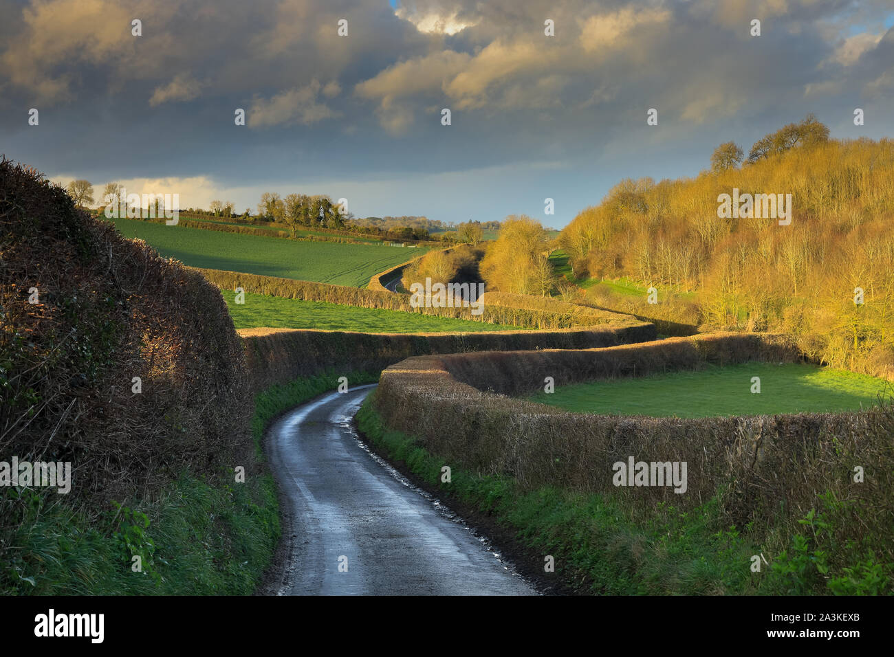 Frühjahr; ein Land Lane auf dem Weg zur milborne Wick, Somerset, England, Großbritannien Stockfoto