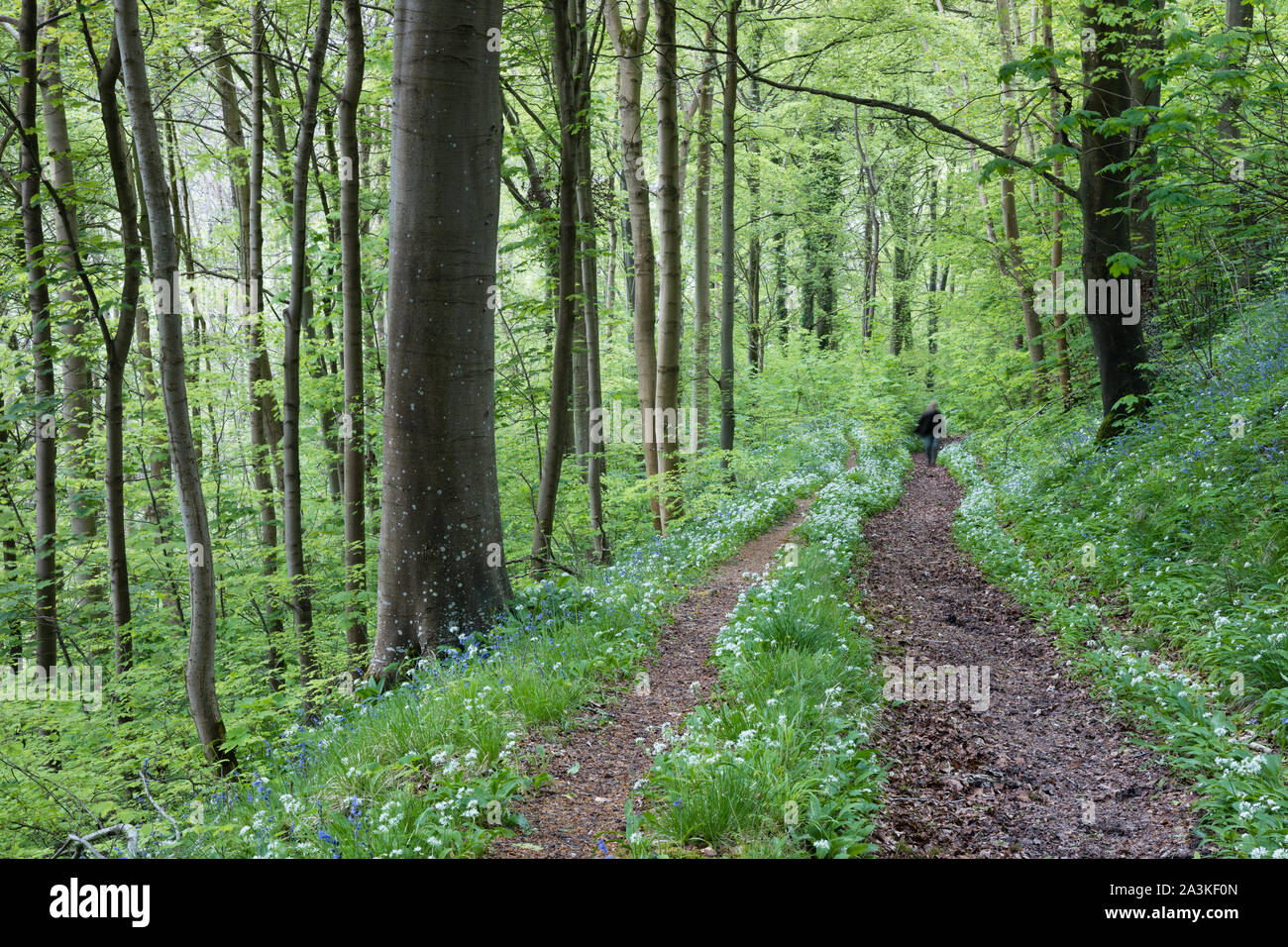 Eine Abbildung in der zu Fuß in den Wald im Frühling mit Bärlauch und Glockenblumen in der Nähe von Milton Abbas, Dorset, England wächst, Stockfoto