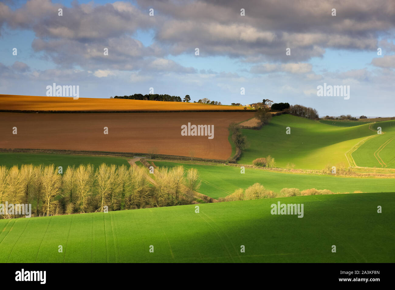 Dappled Licht auf den Frühling Landschaft, Poyntington, Dorset, England, Großbritannien Stockfoto