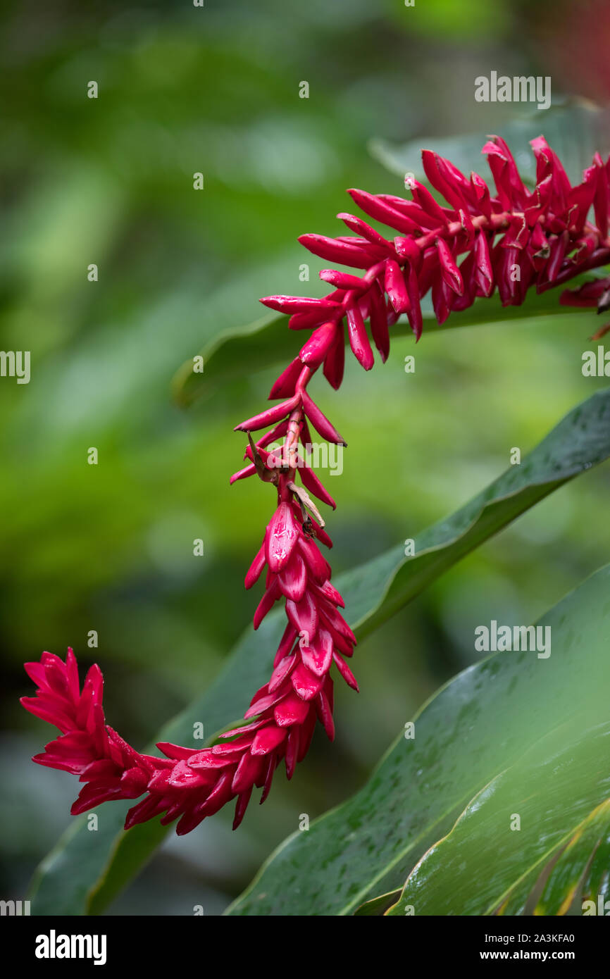 Botanische Gärten, Saint Philippe, Reunion, Frankreich Stockfoto