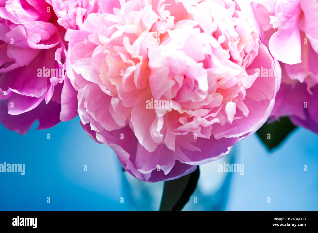 Rosa Pfingstrose Blumen in Vase Stockfoto