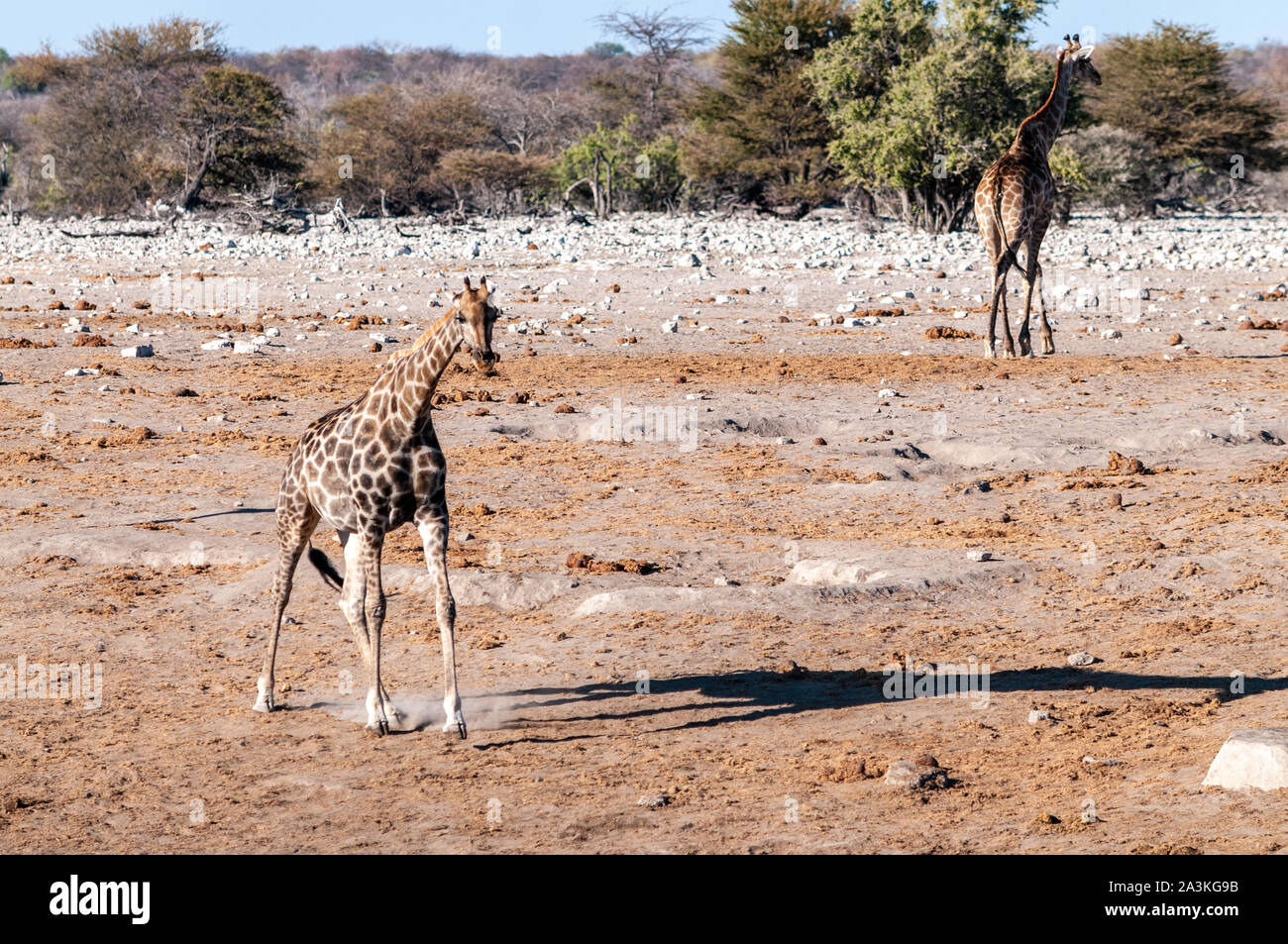 Angolas Giraffa giraffa Giraffen - angolensis - zu Fuß durch die Buchsen des Etosha National Park, Namibia Stockfoto